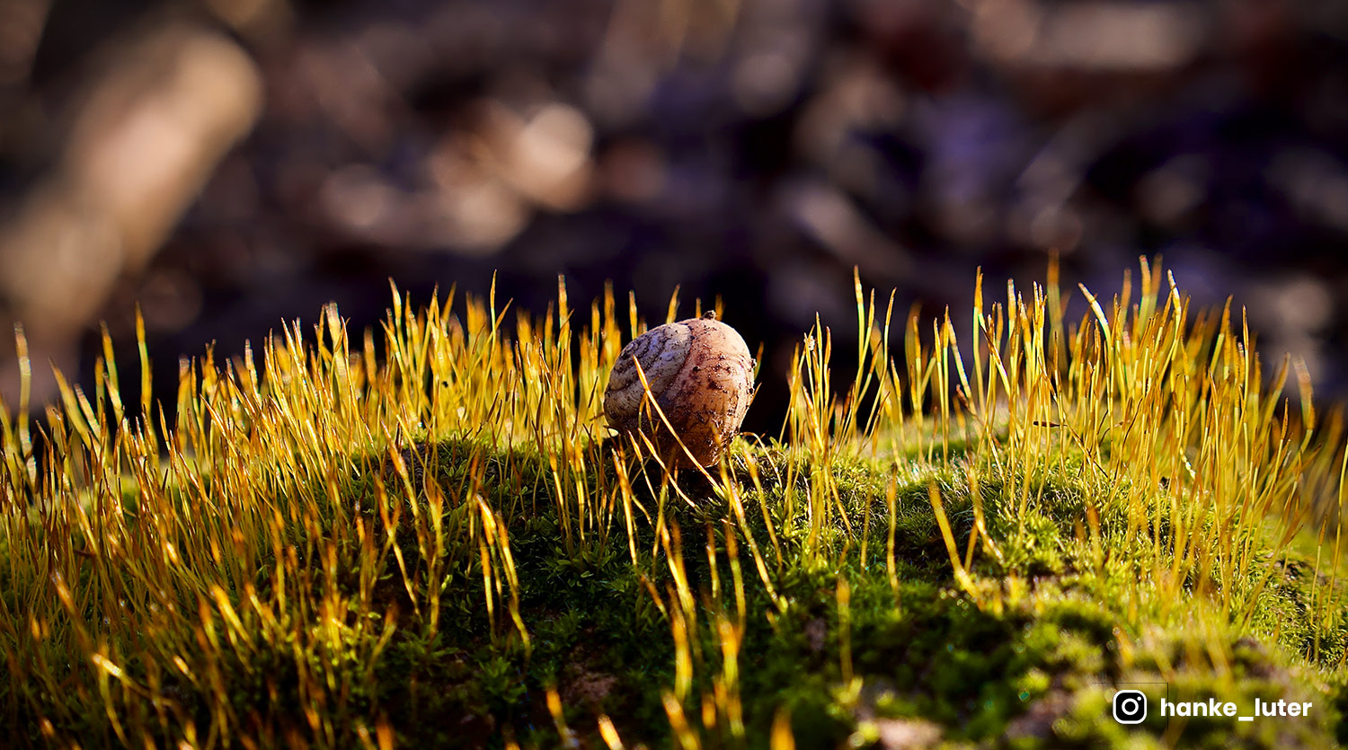 Customizable Template editor